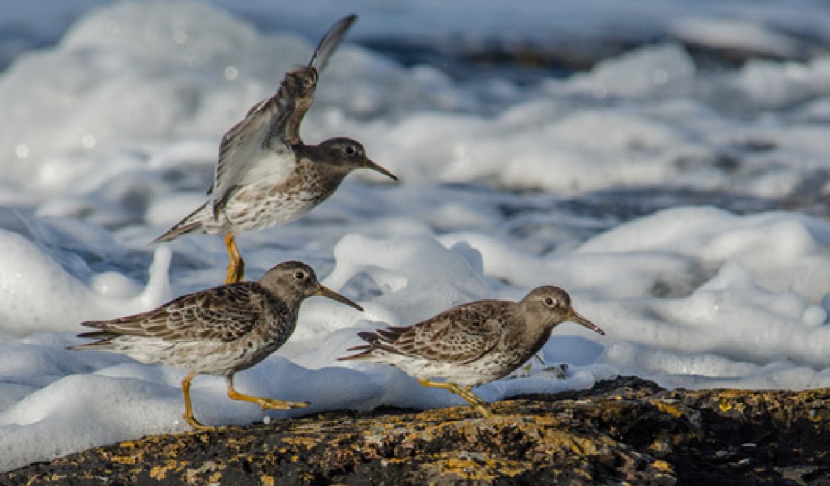 Purple Sandpiper