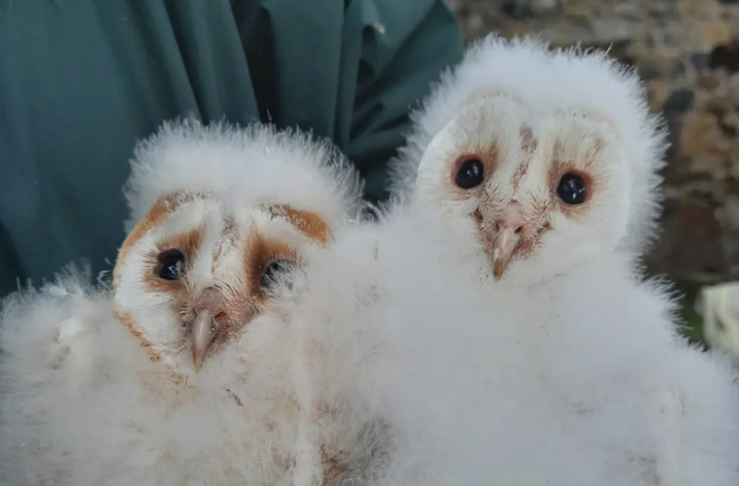 Baby barn owls