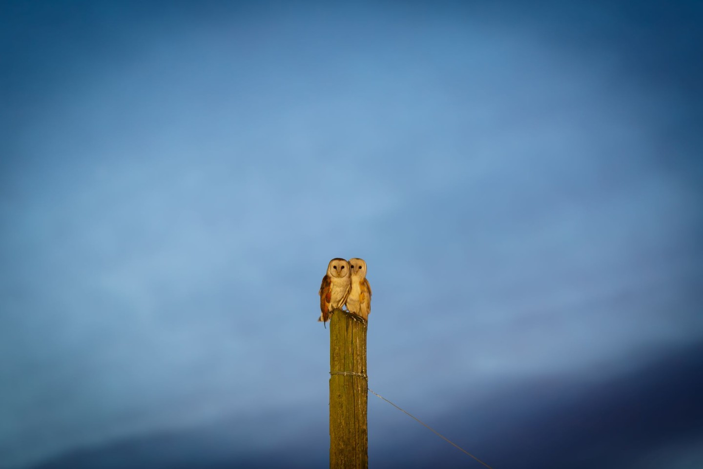 Barn owls on a post