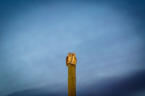 Barn Owls