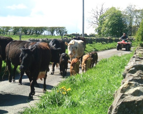 Cows at Broxfield Farm