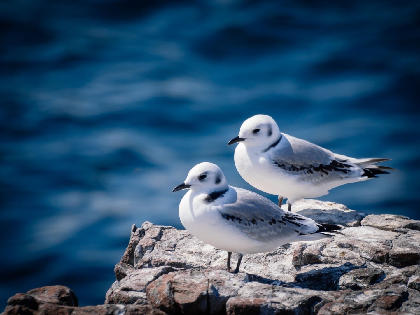 juvenile Kittiwakes