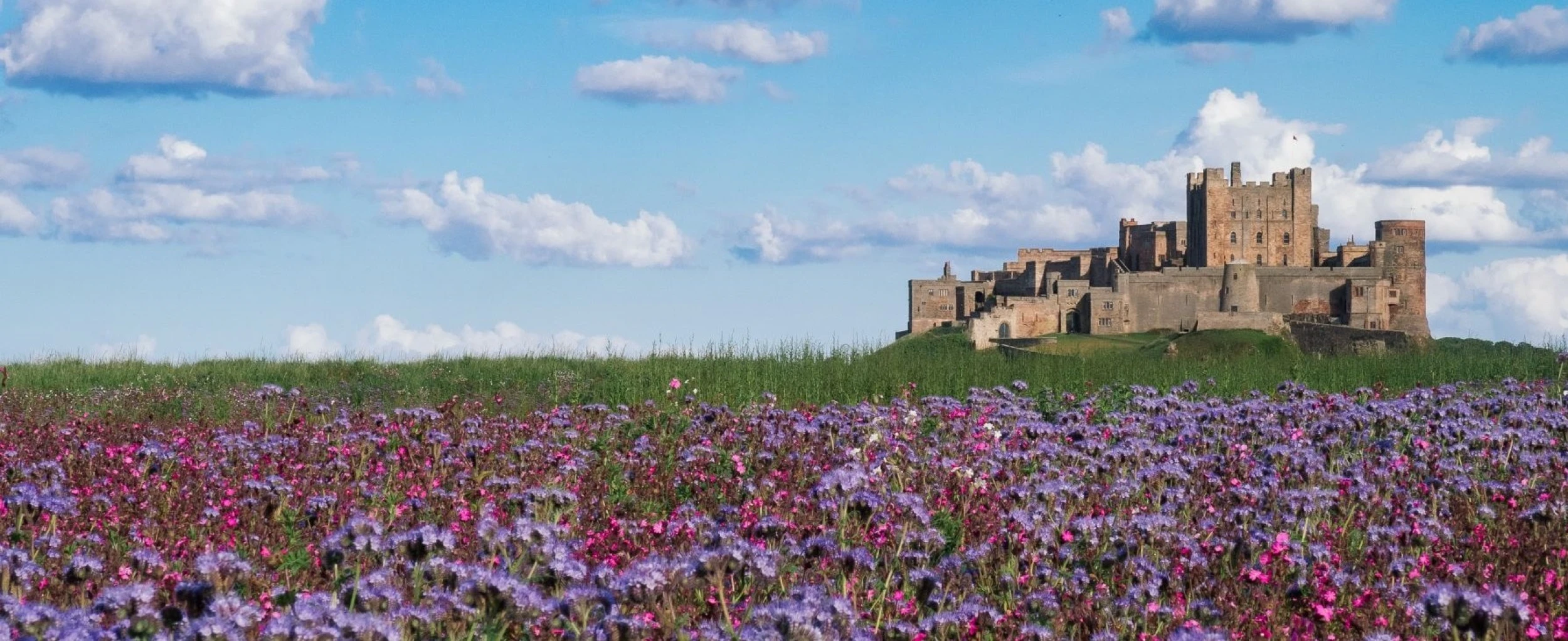 Bamburgh Castle with wildflowers