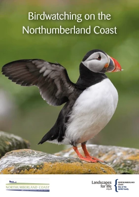 Birdwatching on the Northumberland Coast